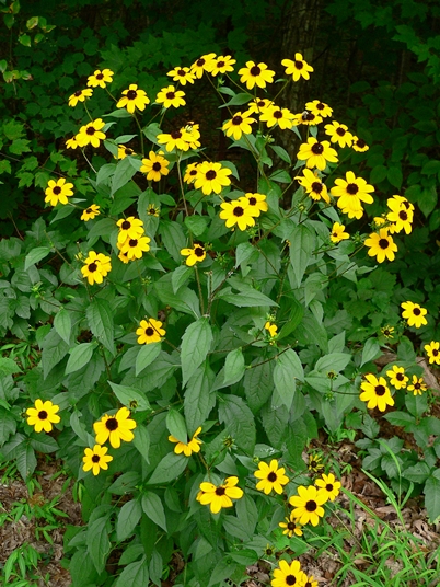 {Rudbeckia subtomentosa}